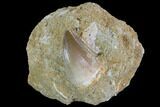 Mosasaur (Prognathodon) Tooth In Rock - Nice Tooth #96152-1